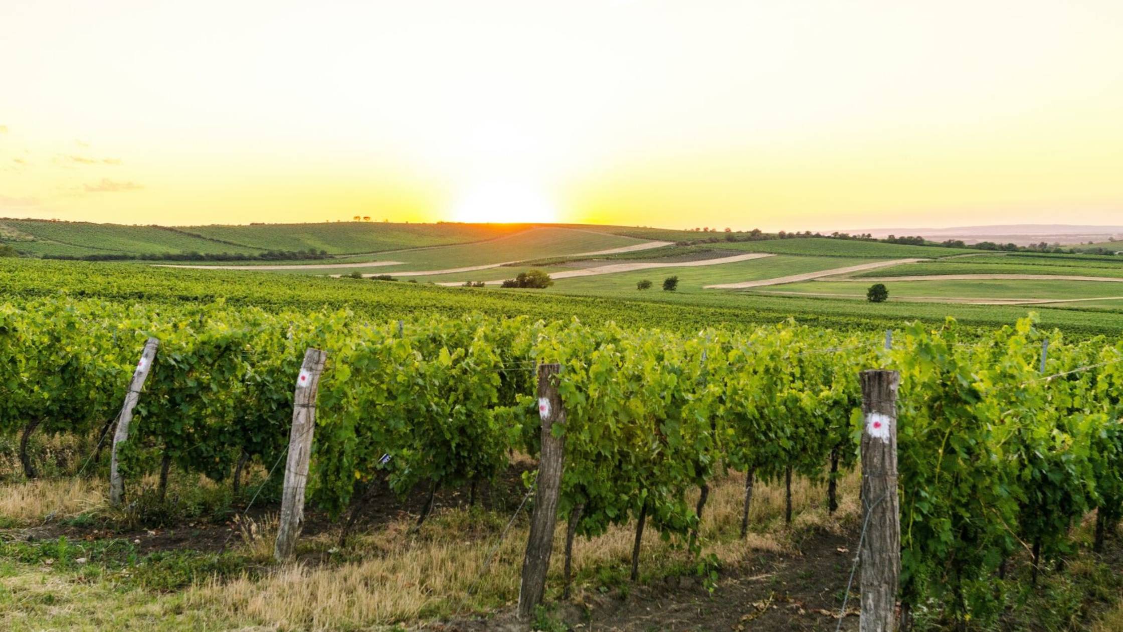 Proper Wine Storage in Wine Cellars: Managing Temperature, Humidity, and Vibrations